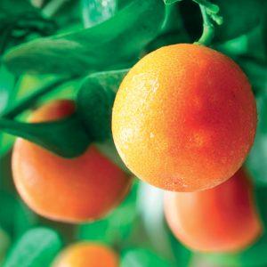 Orange Extra, Italy,Bio, 10Ml