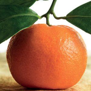 Mandarine,Extra, Italy,Trad, 10ml
