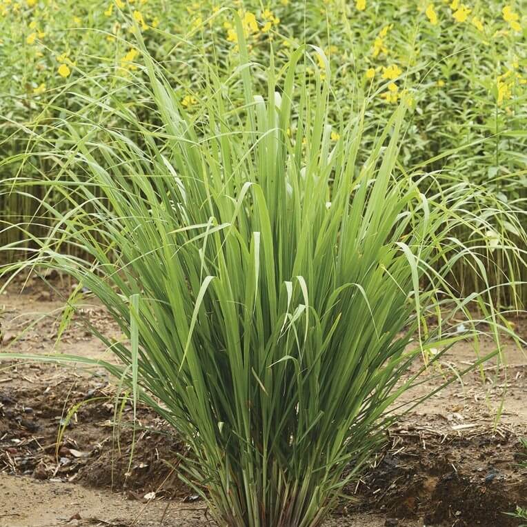Lemongrass, Tanzania, 10 Ml