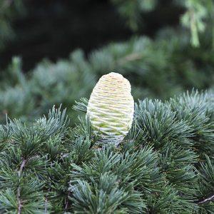 Himalaya Cedar | Zilverspar, India, Wild, 10ml